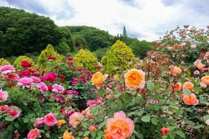花フェスタ記念公園、バラ、5月夏の花、岐阜県可児市の観光・撮影スポットの画像と写真