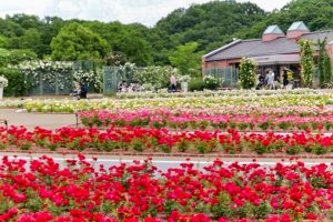 花フェスタ記念公園、バラ、5月夏の花、岐阜県可児市の観光・撮影スポットの画像と写真