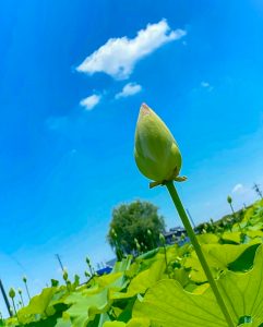 羽島市大賀ハス園、6月夏の花、岐阜県羽島市の観光・撮影スポットの名所