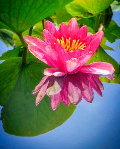 羽島市大賀ハス園、6月夏の花、岐阜県羽島市の観光・撮影スポットの名所