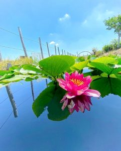 羽島市大賀ハス園、6月夏の花、岐阜県羽島市の観光・撮影スポットの名所