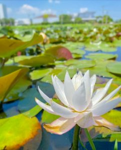 羽島市大賀ハス園、6月夏の花、岐阜県羽島市の観光・撮影スポットの名所