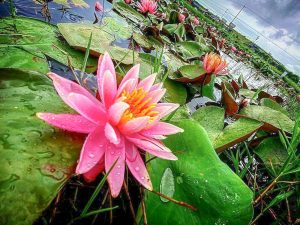 羽島市大賀ハス園、6月夏の花、岐阜県羽島市の観光・撮影スポットの名所