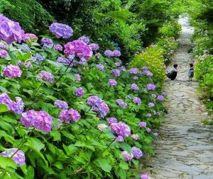 本光寺、あじさい、6月夏の花、愛知県額田郡の観光・撮影スポットの画像と写真