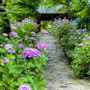 本光寺、あじさい、6月夏の花、愛知県額田郡の観光・撮影スポットの画像と写真