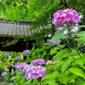 本光寺、あじさい、6月夏の花、愛知県額田郡の観光・撮影スポットの画像と写真