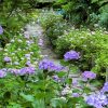 本光寺、あじさい、6月夏の花、愛知県額田郡の観光・撮影スポットの画像と写真