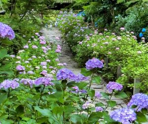 本光寺、あじさい、6月夏の花、愛知県額田郡の観光・撮影スポットの画像と写真