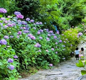 本光寺、あじさい、6月夏の花、愛知県額田郡の観光・撮影スポットの画像と写真