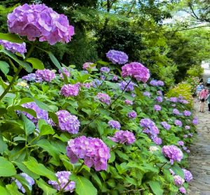 本光寺、あじさい、6月夏の花、愛知県額田郡の観光・撮影スポットの画像と写真