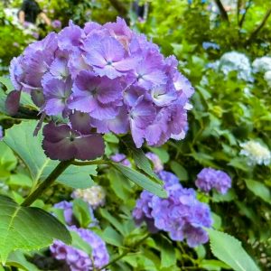 本光寺、あじさい、6月夏の花、愛知県額田郡の観光・撮影スポットの画像と写真