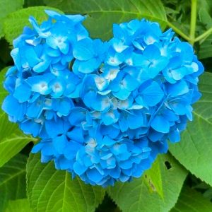 本光寺、あじさい、6月夏の花、愛知県額田郡の観光・撮影スポットの画像と写真