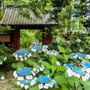 本光寺、あじさい、6月夏の花、愛知県額田郡の観光・撮影スポットの画像と写真