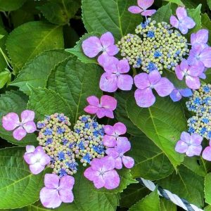 本光寺、あじさい、6月夏の花、愛知県額田郡の観光・撮影スポットの画像と写真