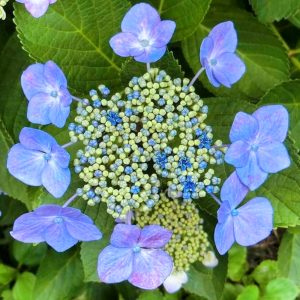 本光寺、あじさい、6月夏の花、愛知県額田郡の観光・撮影スポットの画像と写真