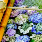 法福寺、手水舎、あじさい、6月夏の花、岐阜県各務原市の観光・撮影スポットの画像と写真