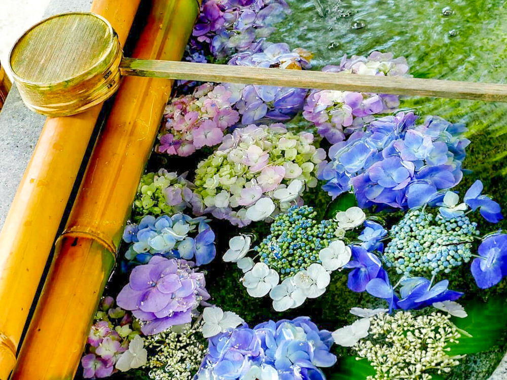 法福寺、手水舎、あじさい、6月夏の花、岐阜県各務原市の観光・撮影スポットの画像と写真
