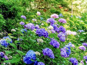 法福寺、手水舎、あじさい、6月夏の花、岐阜県各務原市の観光・撮影スポットの画像と写真