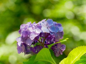 法福寺、手水舎、あじさい、6月夏の花、岐阜県各務原市の観光・撮影スポットの画像と写真