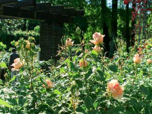 稲沢公園、バラ、5月夏の花、愛知県稲沢市の観光・撮影スポットの画像と写真