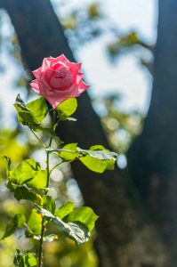 稲沢公園、バラ園、5月夏の花、愛知県稲沢市の観光・撮影スポットの画像と写真
