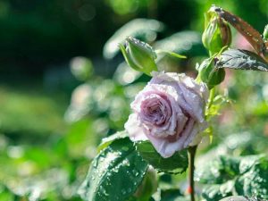 稲沢公園、バラ、5月夏の花、愛知県稲沢市の観光・撮影スポットの画像と写真