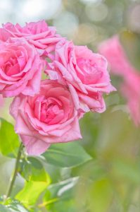 稲沢公園、バラ園、5月夏の花、愛知県稲沢市の観光・撮影スポットの画像と写真