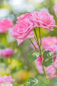 稲沢公園、バラ園、5月夏の花、愛知県稲沢市の観光・撮影スポットの画像と写真