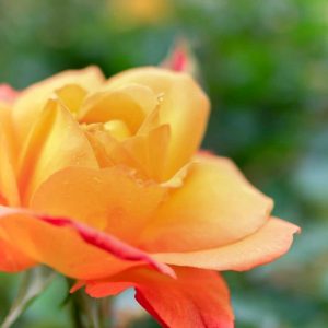 稲沢公園、バラ、5月夏の花、愛知県稲沢市の観光・撮影スポットの画像と写真