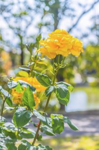 稲沢公園、バラ園、5月夏の花、愛知県稲沢市の観光・撮影スポットの画像と写真