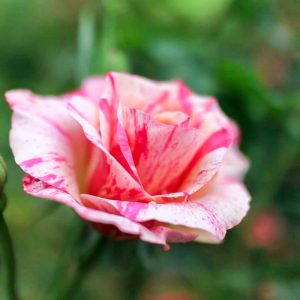 稲沢公園、バラ、5月夏の花、愛知県稲沢市の観光・撮影スポットの画像と写真
