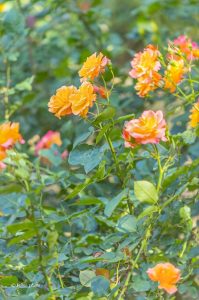 稲沢公園、バラ園、5月夏の花、愛知県稲沢市の観光・撮影スポットの画像と写真