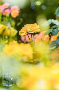 稲沢公園、バラ園、5月夏の花、愛知県稲沢市の観光・撮影スポットの画像と写真