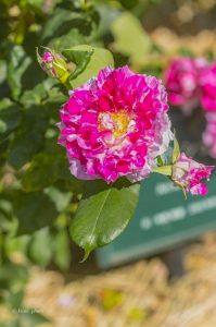 稲沢公園、バラ園、5月夏の花、愛知県稲沢市の観光・撮影スポットの画像と写真