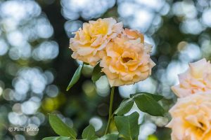 稲沢公園、バラ園、5月夏の花、愛知県稲沢市の観光・撮影スポットの画像と写真