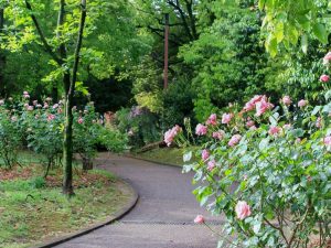稲沢公園、バラ、5月夏の花、愛知県稲沢市の観光・撮影スポットの画像と写真