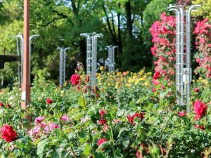 稲沢公園、バラ、5月夏の花、愛知県稲沢市の観光・撮影スポットの画像と写真