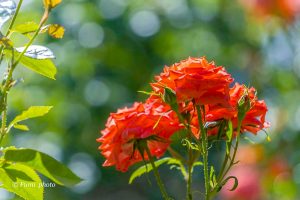 稲沢公園、バラ園、5月夏の花、愛知県稲沢市の観光・撮影スポットの画像と写真