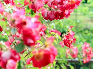 稲沢公園、バラ、5月夏の花、愛知県稲沢市の観光・撮影スポットの画像と写真