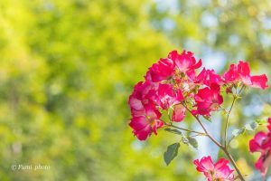 稲沢公園、バラ園、5月夏の花、愛知県稲沢市の観光・撮影スポットの画像と写真