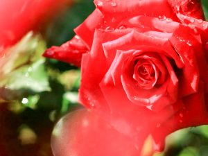 稲沢公園、バラ、5月夏の花、愛知県稲沢市の観光・撮影スポットの画像と写真