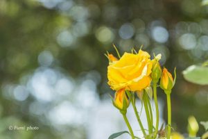 稲沢公園、バラ園、5月夏の花、愛知県稲沢市の観光・撮影スポットの画像と写真