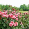 稲沢公園、バラ、5月夏の花、愛知県稲沢市の観光・撮影スポットの画像と写真