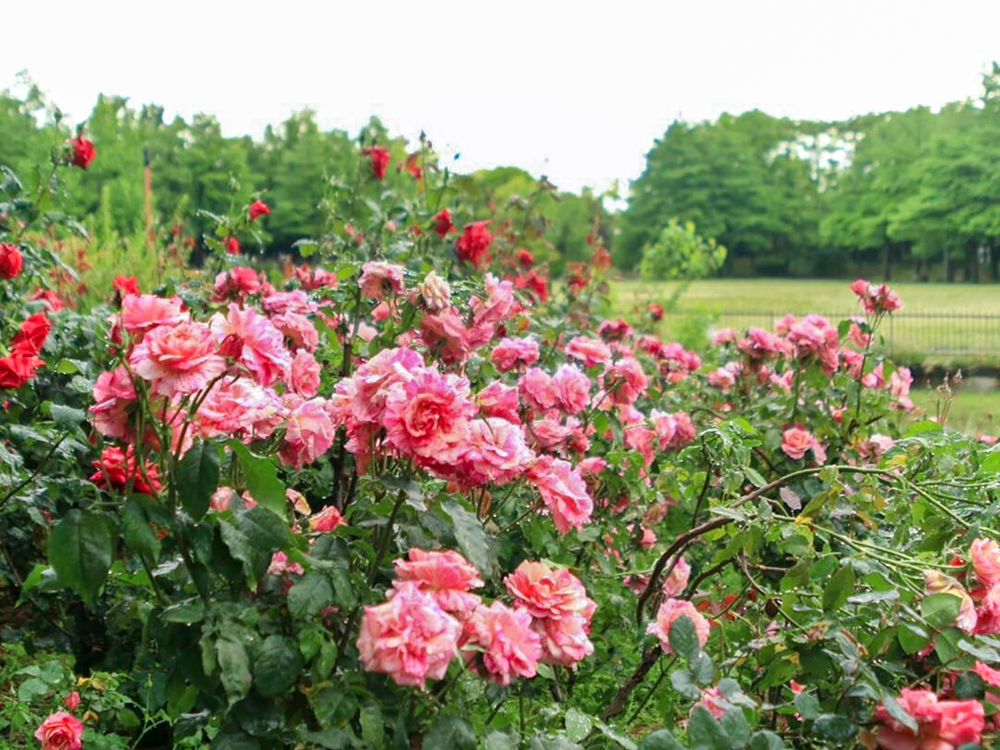 稲沢公園、バラ、5月夏の花、愛知県稲沢市の観光・撮影スポットの画像と写真