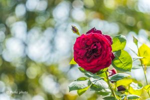 稲沢公園、バラ園、5月夏の花、愛知県稲沢市の観光・撮影スポットの画像と写真