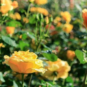稲沢公園、バラ、5月夏の花、愛知県稲沢市の観光・撮影スポットの画像と写真