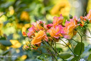 稲沢公園、バラ園、5月夏の花、愛知県稲沢市の観光・撮影スポットの画像と写真