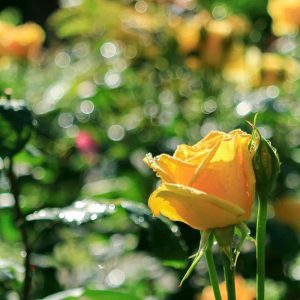 稲沢公園、バラ、5月夏の花、愛知県稲沢市の観光・撮影スポットの画像と写真