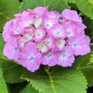 岩ヶ池公園、あじさい、6月夏の花、愛知県刈谷市の観光・撮影スポットの画像と写真
