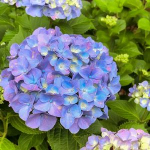 岩ヶ池公園、あじさい、6月夏の花、愛知県刈谷市の観光・撮影スポットの画像と写真